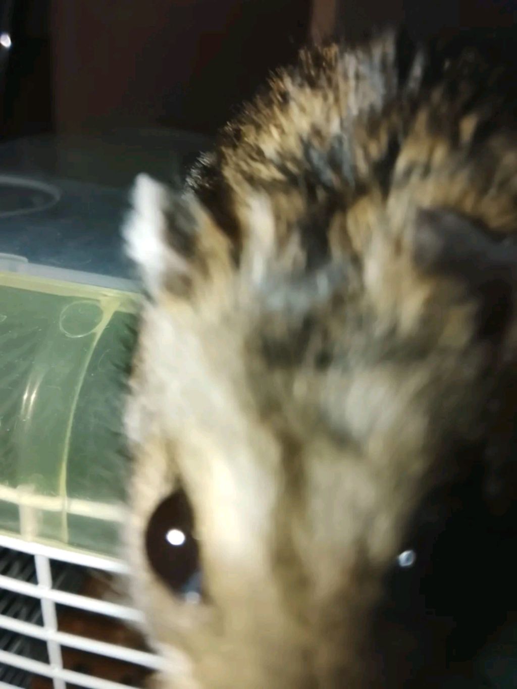 играем с хомяками смотреть онлайн