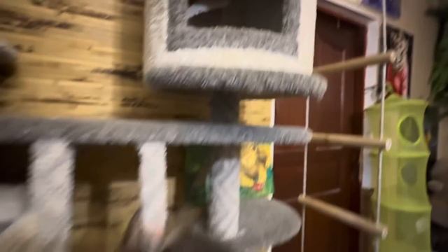 Лорик прекрасно выкупалась и скорее побежала отстаивать свой домик от Анфисы и Моны) смотреть онлайн