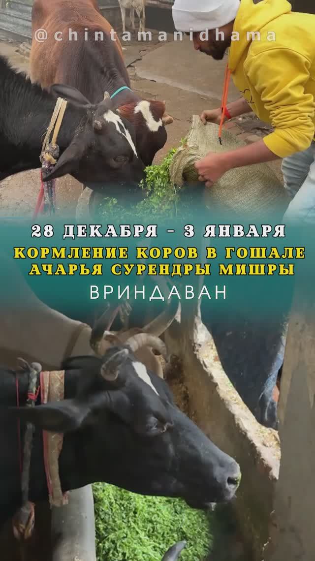 28 декабря - 3 января. Видеоотчет о кормлении коров в гошале Ачарья Сурендры Мишры смотреть онлайн