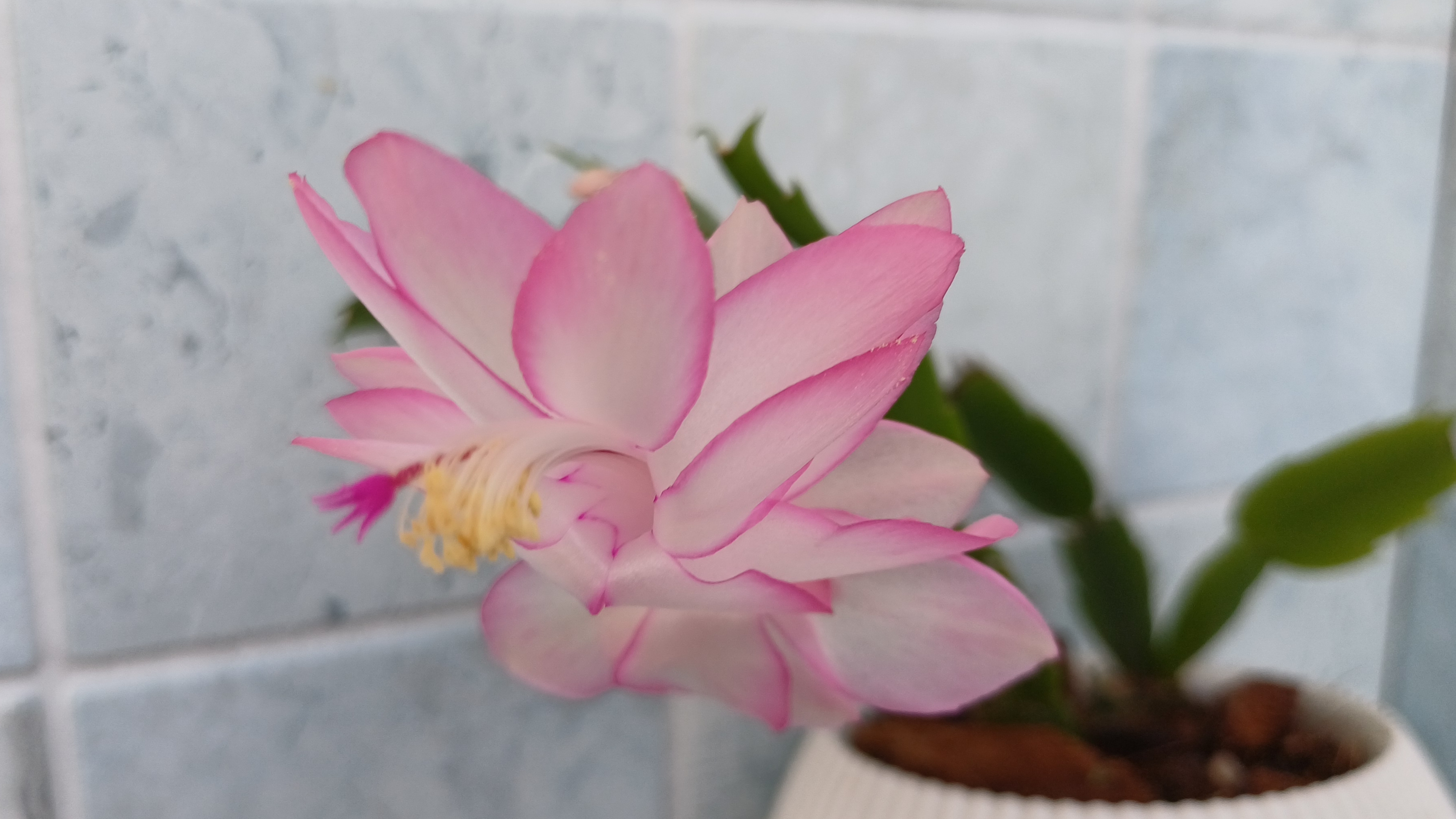 Комнатные растения🌹🌿🌹🌿🌹Цветение "Эпик стар"🌸.. Новенькая аглаонема🪴 смотреть онлайн