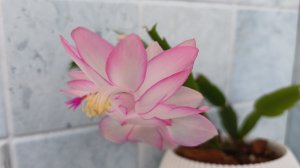 Комнатные растения🌹🌿🌹🌿🌹Цветение "Эпик стар"🌸.. Новенькая аглаонема🪴