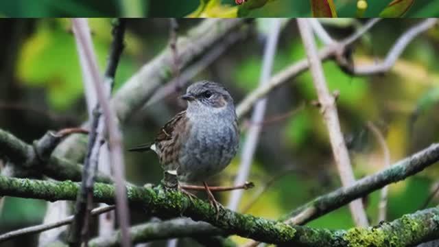 Звук природы. Птицы. Пение птицы Славка мельничек на лугу смотреть онлайн