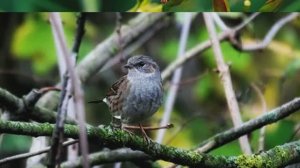 Звук природы. Птицы. Пение птицы Славка мельничек на лугу
