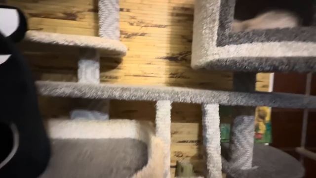 Анфиса не может даже видеть когда другие едят, у нее прямо патологическая жадность к «Роял канину»! смотреть онлайн