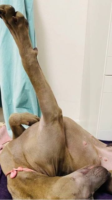 риджбек Тюльпан наслаждается собственным великолепием ) смотреть онлайн