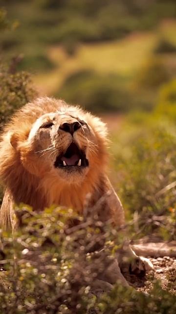 РРРРРРРРРР смотреть онлайн