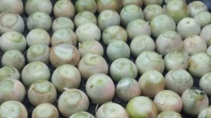 ЛЮБОЙ СОРТ ЛУКА УЖЕ САЗРЕЛ ДЛЯ ПОСАДКИ.