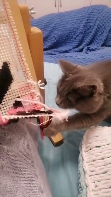 Красавица юная кошечка Пепа ) смотреть онлайн