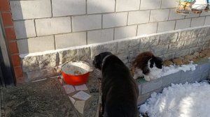 Снежная зима