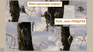 Кусочек коры ожил? Нет, это крохотная птичка пищуха. Голос птицы