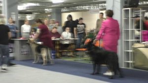 БС Шерстяной Зевс Громовержец