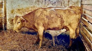 УРА!!! Первых зебу прямо по снегу загнали под крышу и сразу одна коровка РОДИЛА МАЛЫША!!!