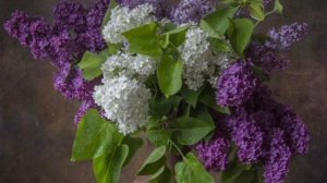 Букет сирени