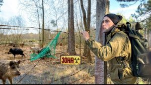 Чернобыльская Зона Часть-2 Подвесная ловушка на кабанов Вау запутался кабан [get.gt]