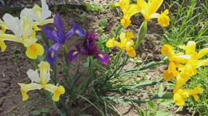Голландские ирисы.