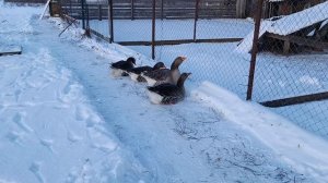 Как забивать и разделывать гуся, куру, утку 🐔🐓🪿 Ответ на комментарий 💬 🤔