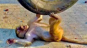 Маняша РАДУЕТСЯ ЖИЗНИ, а Степа то не прочь поджениться на Люське, то дерется так, что не разнимешь)