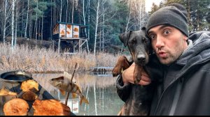 Дом на дереве Поставил сеть Нашел редкие грибы рыжики с Мартои и Беном