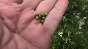 Кориандр, кинза в середине лета, опыт выращивания.