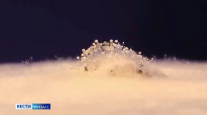 Россияне вместо кошек и собак начали заводить плесень