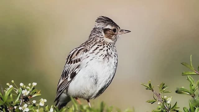 Звук природы: нежное пение Лесного жаворонка в глубине леса смотреть онлайн
