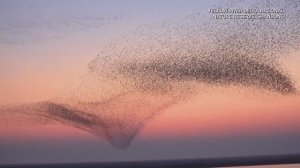 🐦Танец 400 000 птиц над дельтой Хуанхэ