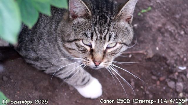 Жиробас. смотреть онлайн