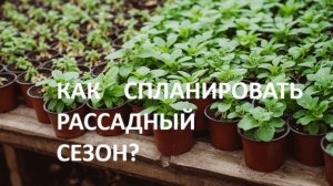 Как спланировать рассадный сезон?( таблица)