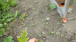 Мордовник-медонос прорастает спустя годы