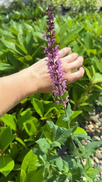 Шалфей дубравный Роуз Квин