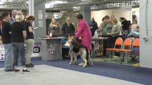 Посадский Страж Инара