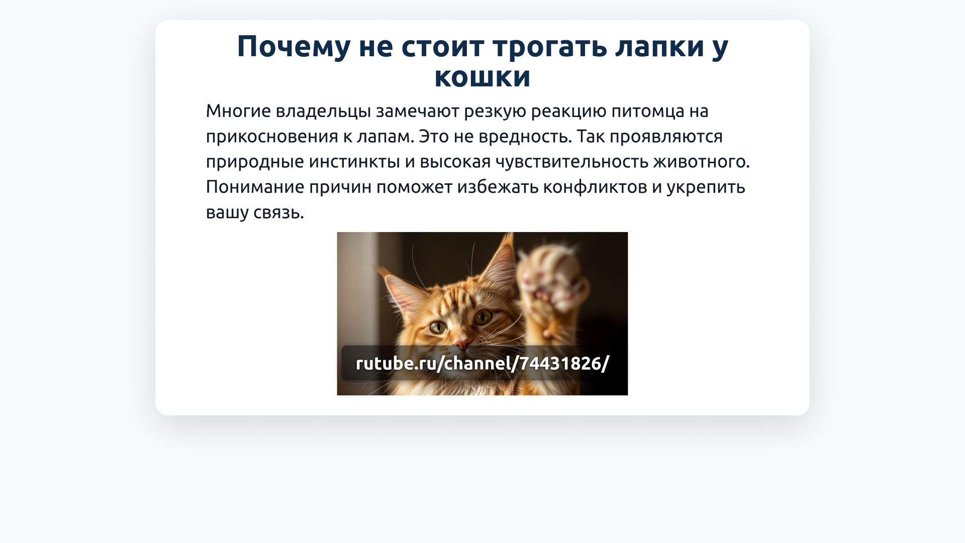 Почему не стоит трогать лапки у кошки