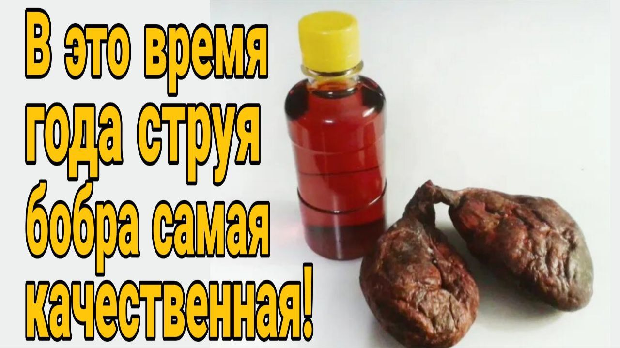 🔥В такой струе полезных свойств гораздо больше! В какое время нужно заготавливать бобровую струю_ смотреть онлайн