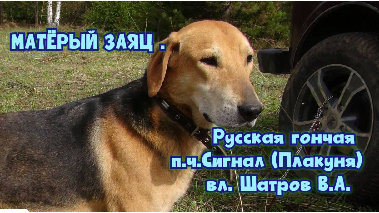 МАТЁРЫЙ ЗАЯЦ .Русская гончая п.ч.Сигнал (Плакуня) ВПКОС 4050/13 вл. Шатров В.А.#охота#топ #hunting смотреть онлайн