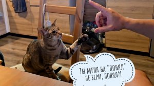 Егор арбузит Треугольного кота Марселя. Кот-ориентал - драма в семье!