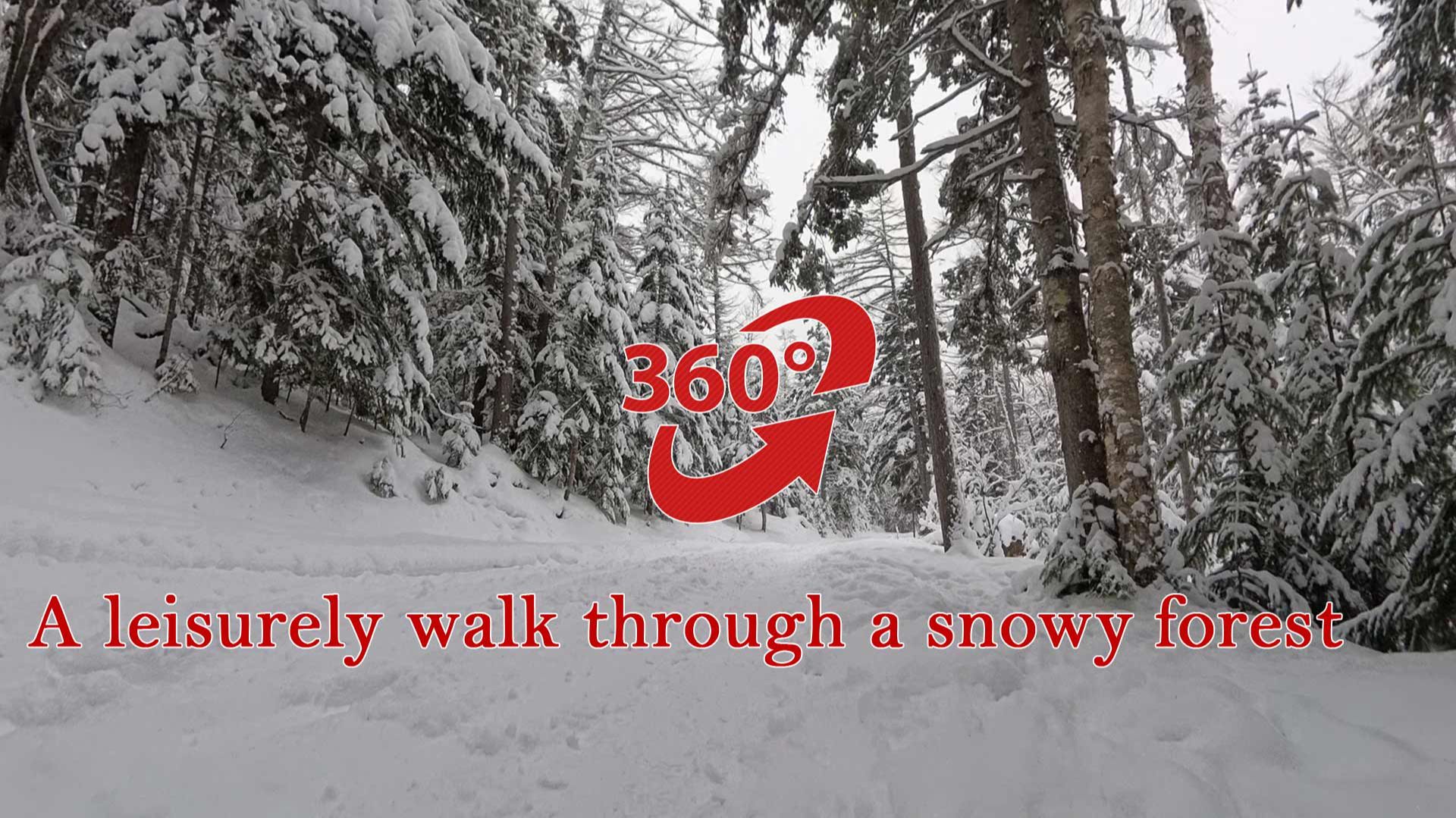 Виртуальная прогулка по заснеженному лесу в 360° | 4K | ASMR смотреть онлайн