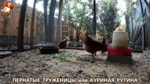 Куриная рутина – что делают куры на выгуле 😂 эпизод (102)