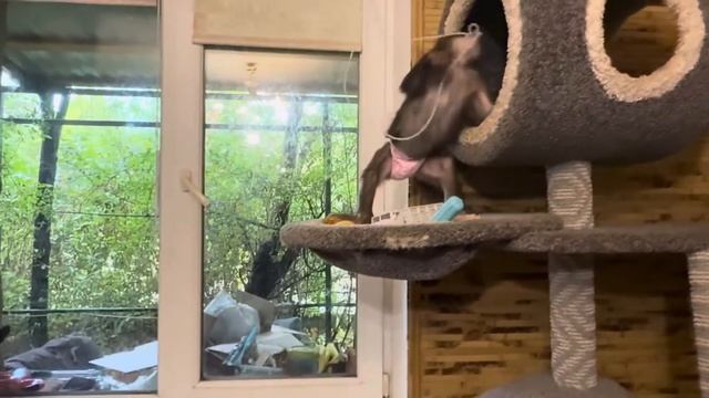 Мона присмотрела себе домик,чтобы после купания там высохнуть, но в планы Анфисы это не входит) смотреть онлайн