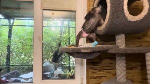 Мона присмотрела себе домик,чтобы после купания там высохнуть, но в планы Анфисы это не входит)