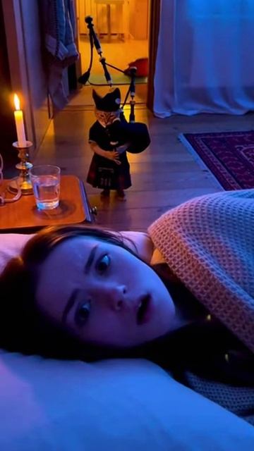 Кот шотландец смотреть онлайн