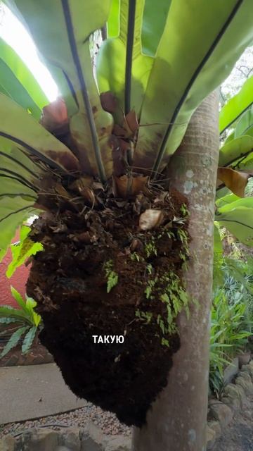 Видели Асплениум таких размеров? смотреть онлайн