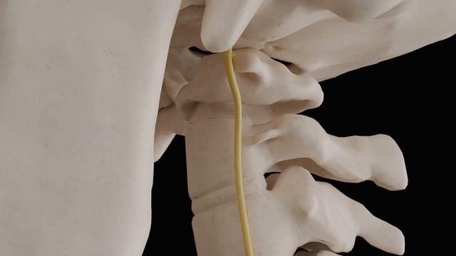 Как исправить атлант: коррекция первого шейного позво смотреть онлайн