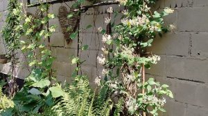 Жимолость Каприфоль (Lonícera caprifólium) на стене гаража. Наш сад 2025