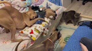 Риджбеки знакомятся с новым гостем )