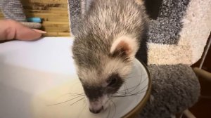 Лорик пьет молоко, а Анфиса защищает Мону и не пускает ее к хорьку, но сама так и норовит отжать еду