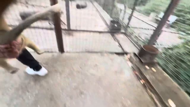 Анфиса, Финик и Мона собрались на прогулку, но Люська СОСКУЧИЛАСЬ и мы пошли ее проведать) смотреть онлайн