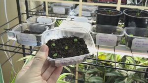 Обзор сеянцев вечноцветущей бегонии
#бегонияизсемян #сеянцыбегонии #бегониявечноцветущая #цветы #сад