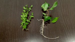 Посадка черенков дисхидии Миллион сердец и фикуса Вианди