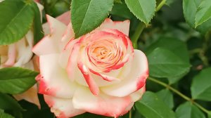 Императорская Роза