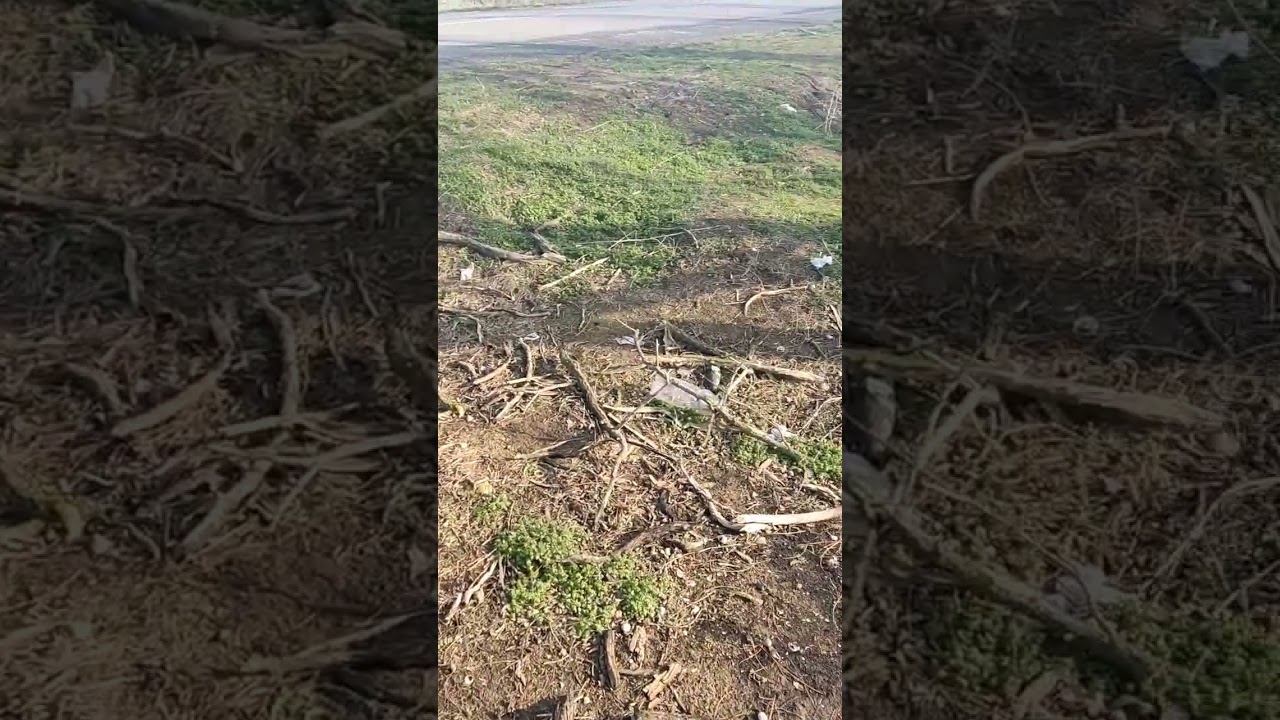 МУСОР НА ПОЛЯХ  Что это за СВИНСТВО?!